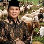 MUI: Pembelian Hewan Kurban Presiden Prabowo Lewat APBN Melalui Banpres Dinilai Sesuai Syariat