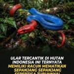 Ular Cabai Besar Punya Kelenjar Racun Terpanjang di Dunia, Predator Cantik dengan Bisa Mematikan