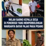 Warga Ponorogo Bayar PBB Pakai Pisang Cavendish, dari Hasil Panen Jadi Solusi Pajak